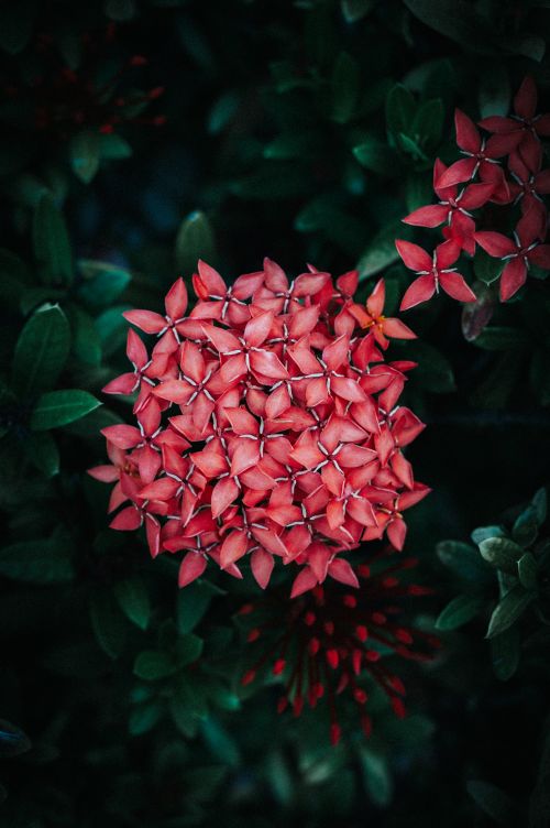 Free Close-up of bright red Ixora flowers surrounded by dark green leaves, creating a striking contrast. Stock Photo