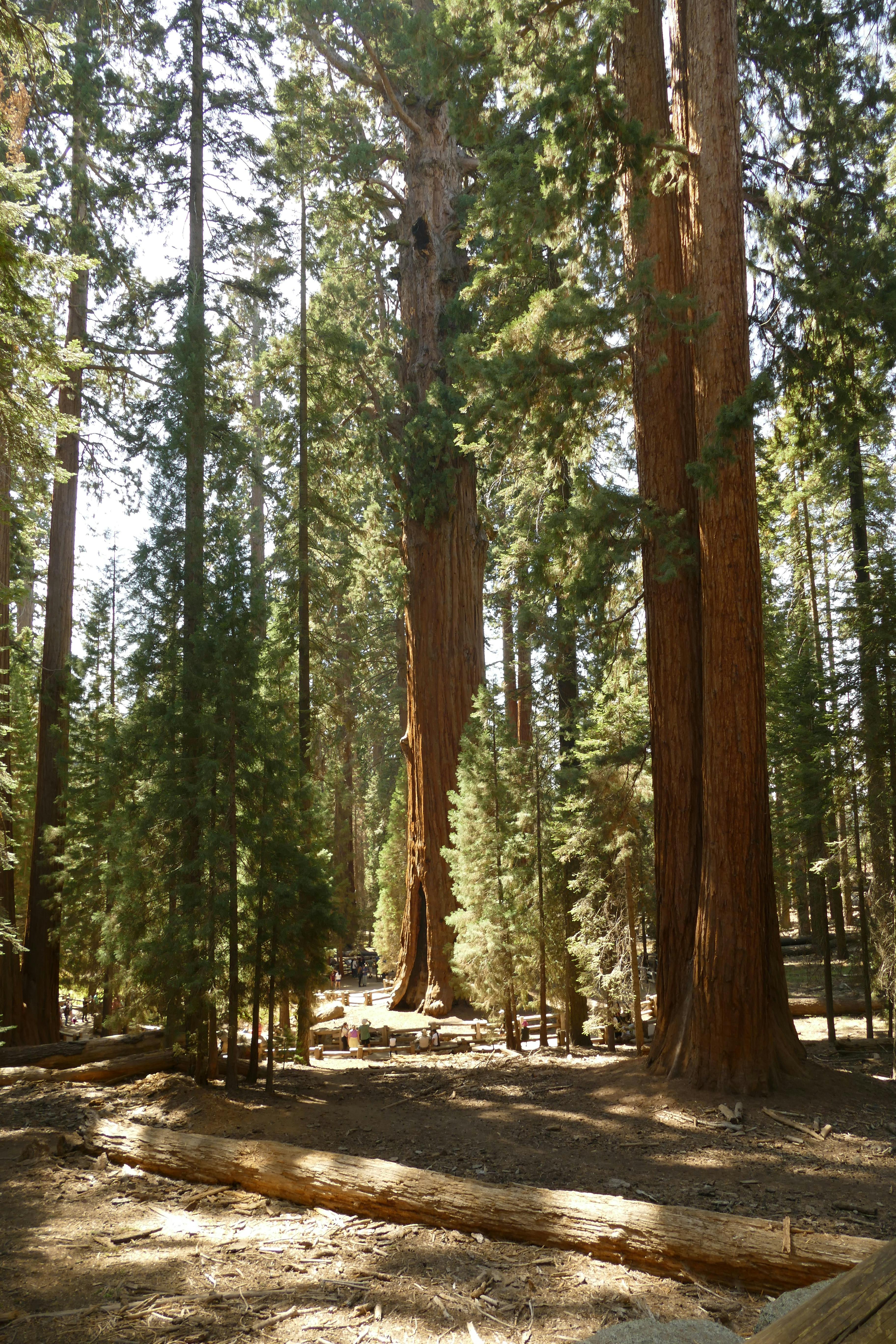 Tall sequoia trees in a sunlit forest at Sequoia National Park, California.