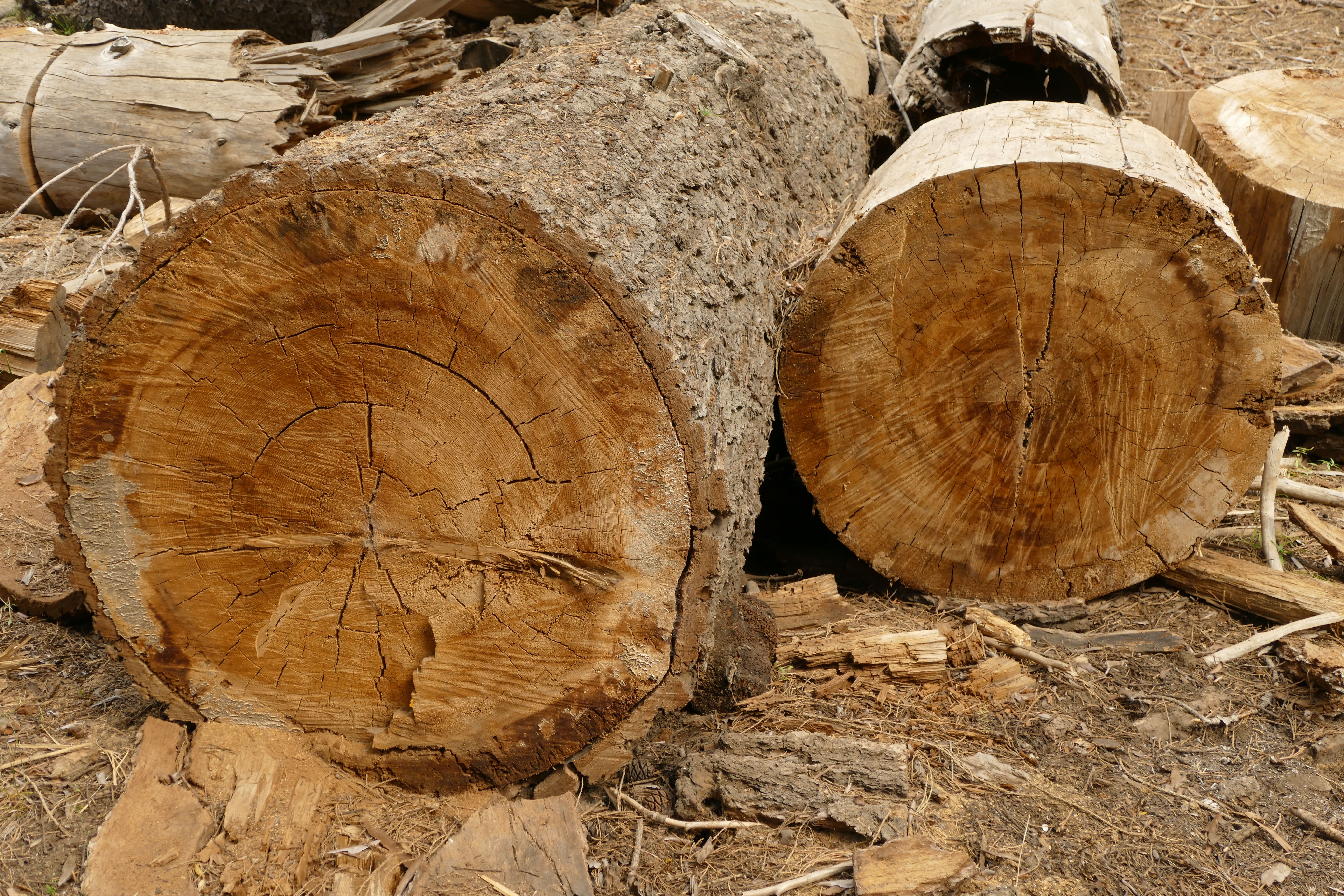 Deforestation Photos, Download The BEST Free Deforestation Stock Photos ...