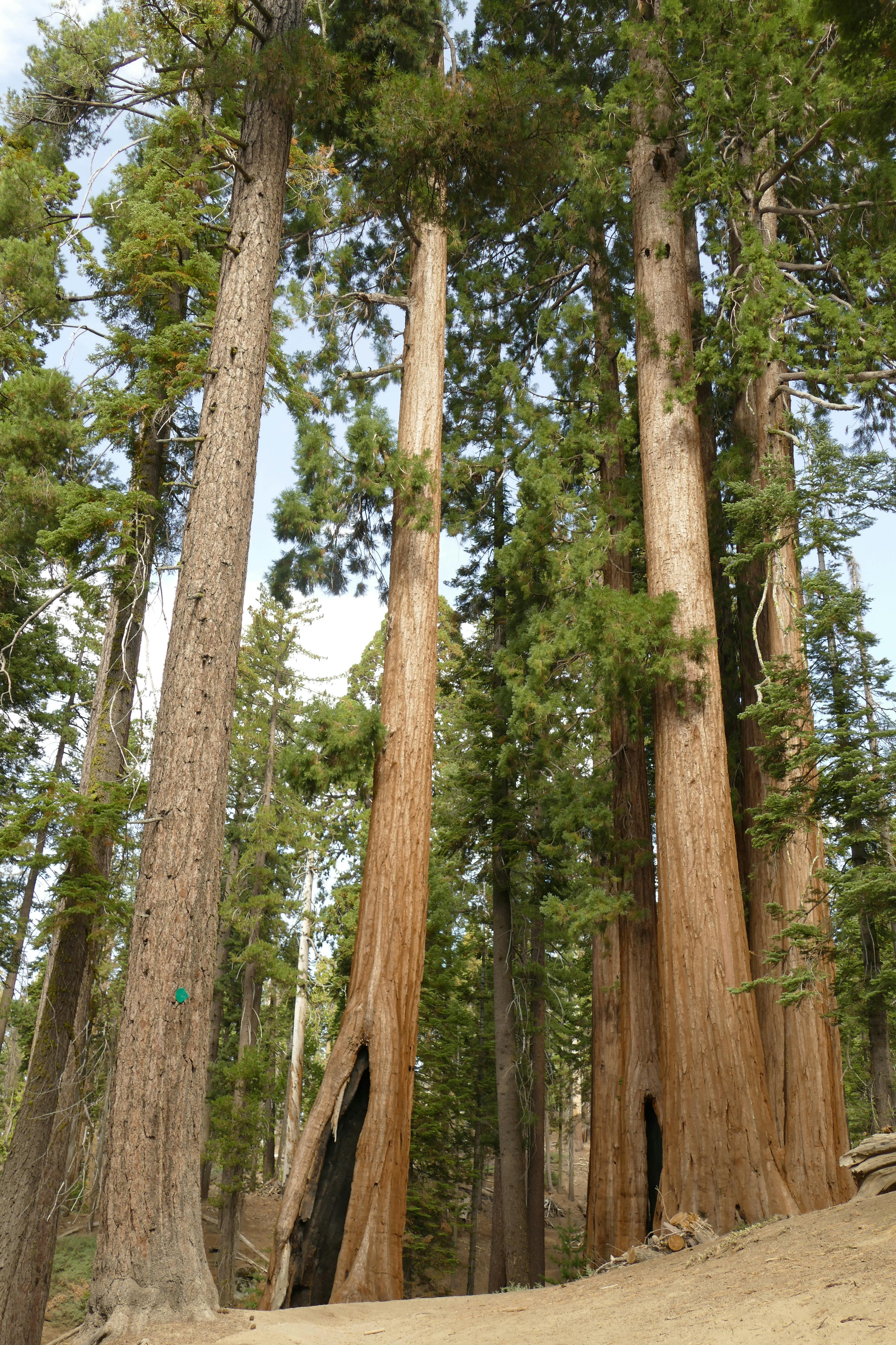 Towering redwood trees in a serene California forest landscape.