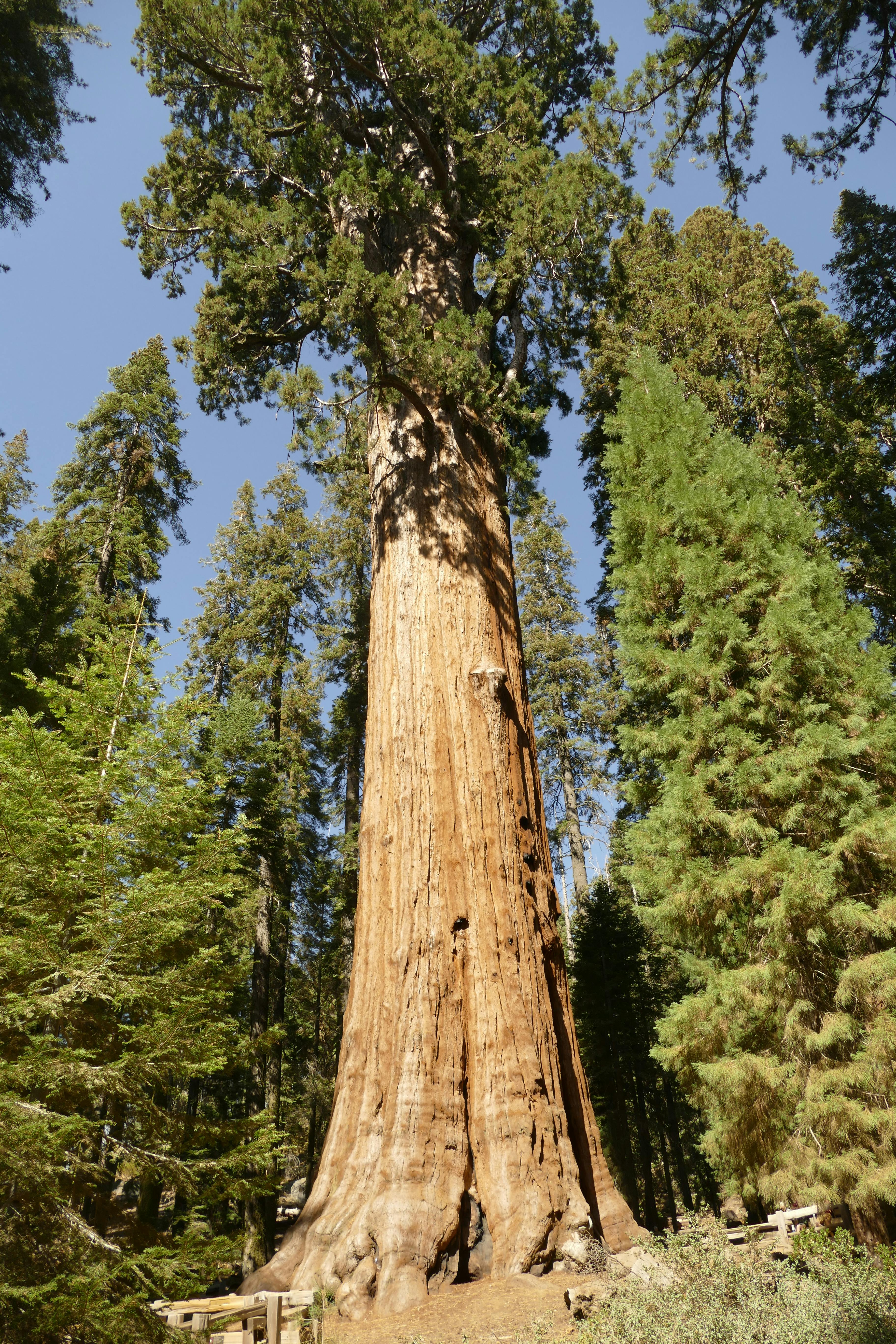 A towering giant sequoia tree in a lush California forest, showcasing natural beauty and grandeur.