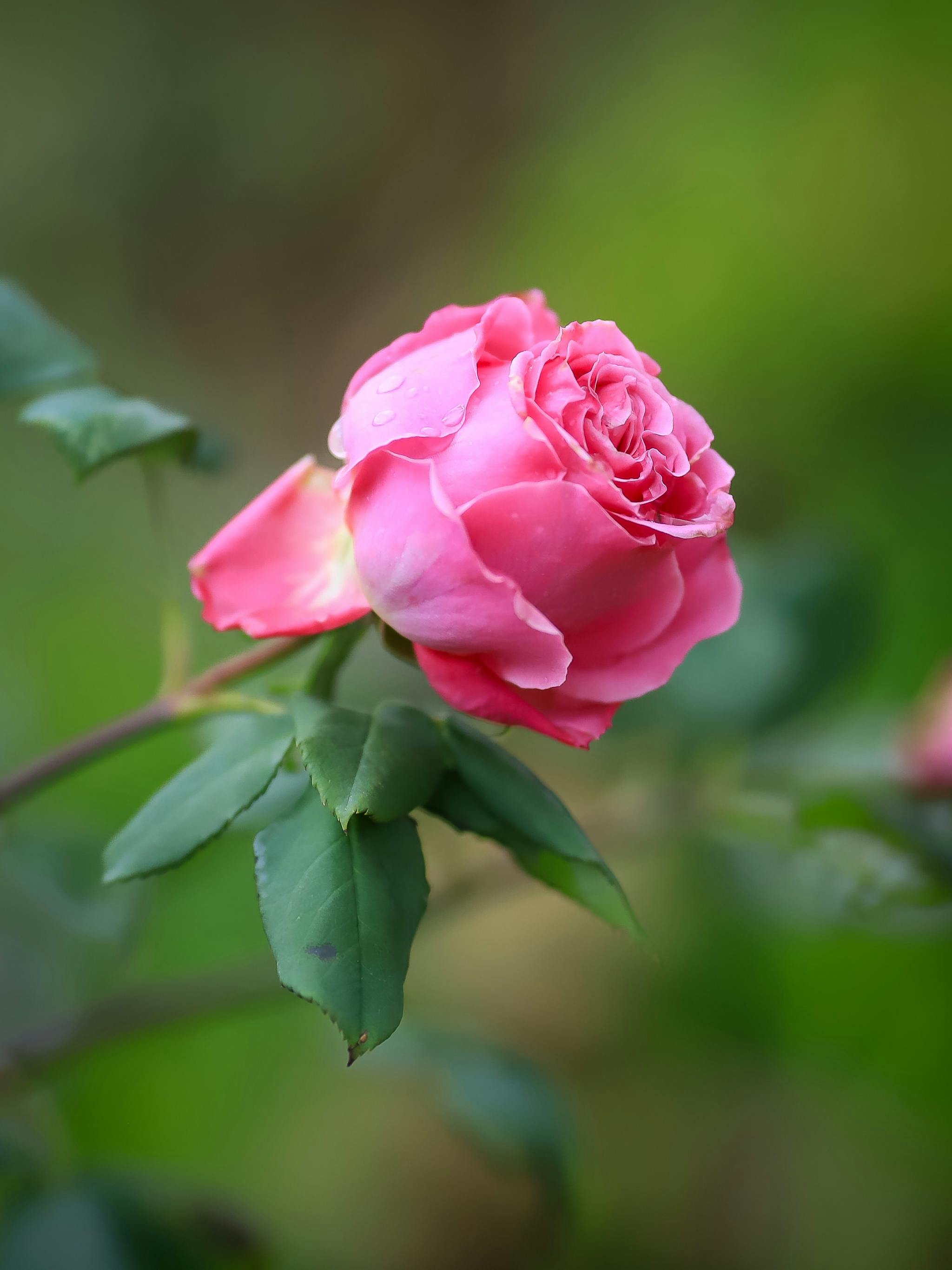 Pink Rose · Free Stock Photo, image size:2048x2731