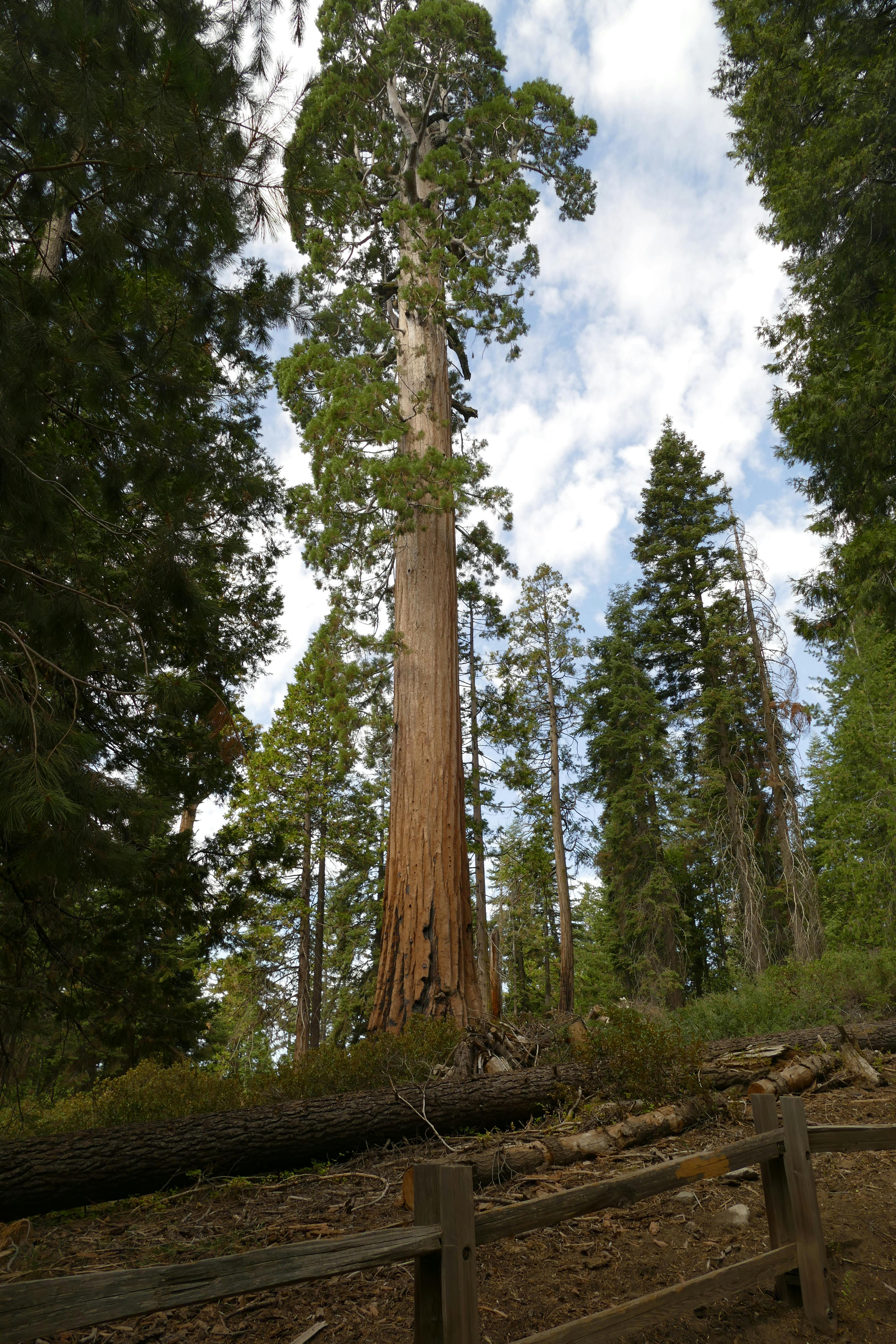 Towering sequoia tree surrounded by lush forest, showcasing nature's grandeur in California.