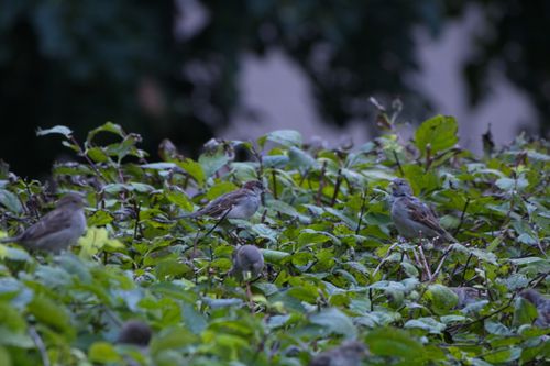 Free Blending in Stock Photo