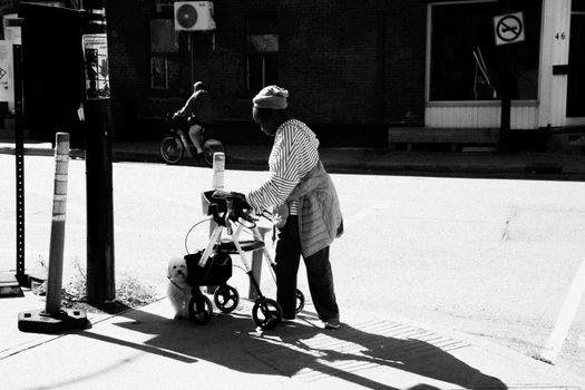 An elderly woman with a walker and small dog in sunny Montreal street.