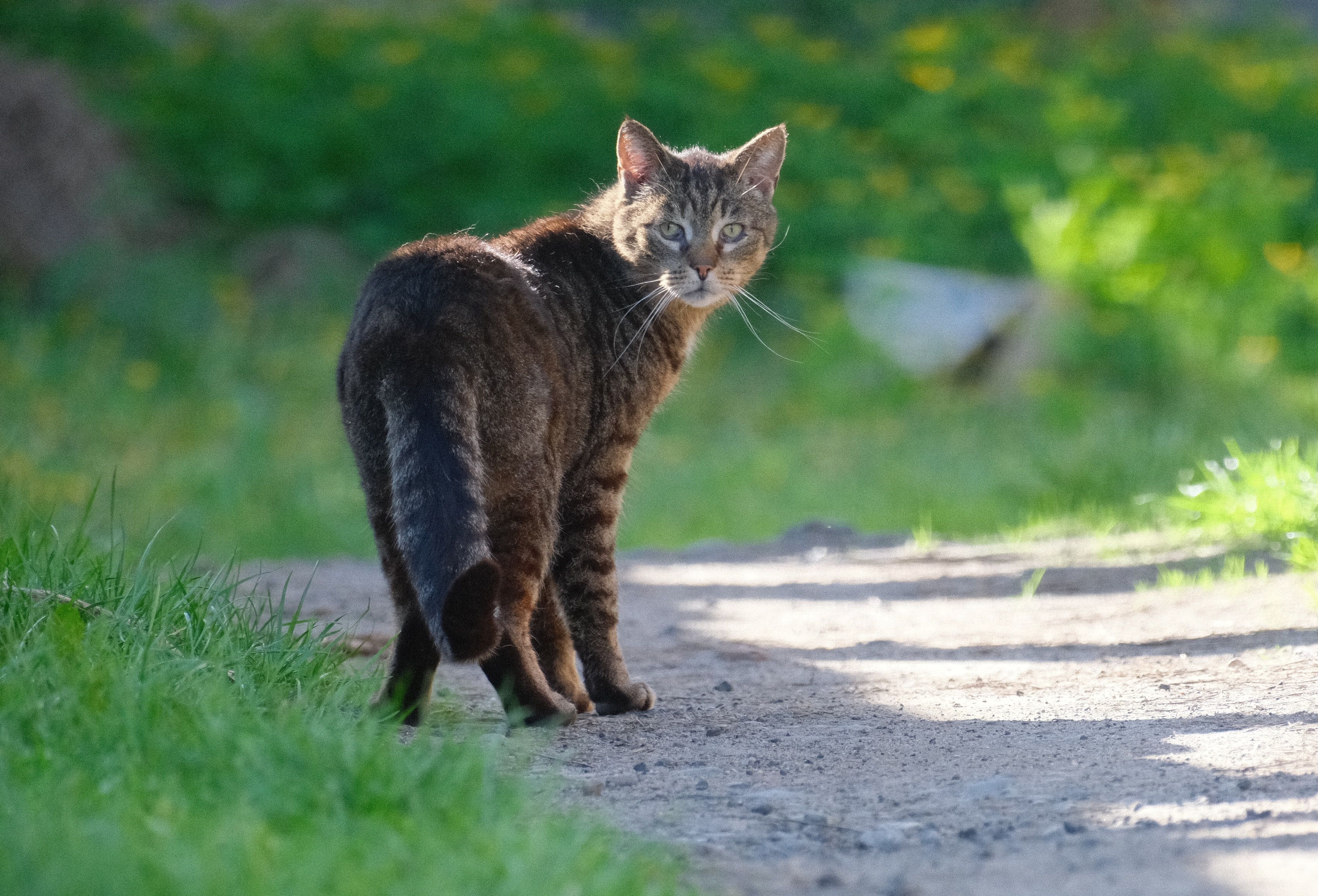 Tabby Cat Walking on Sunny Outdoor Path · Free Stock Photo