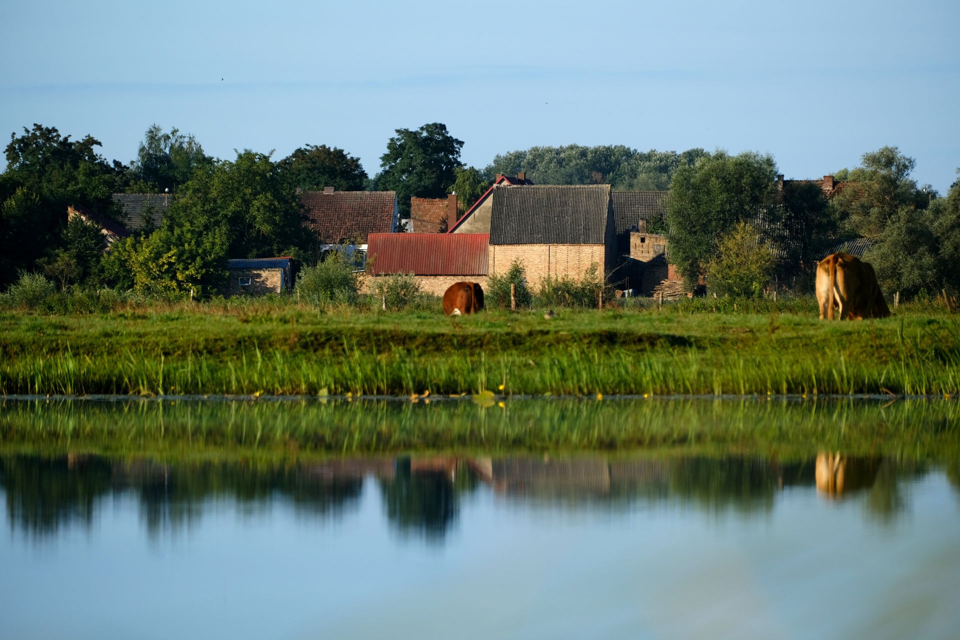 Idyllic rural scene with cows grazing by a tranquil pond in summer.