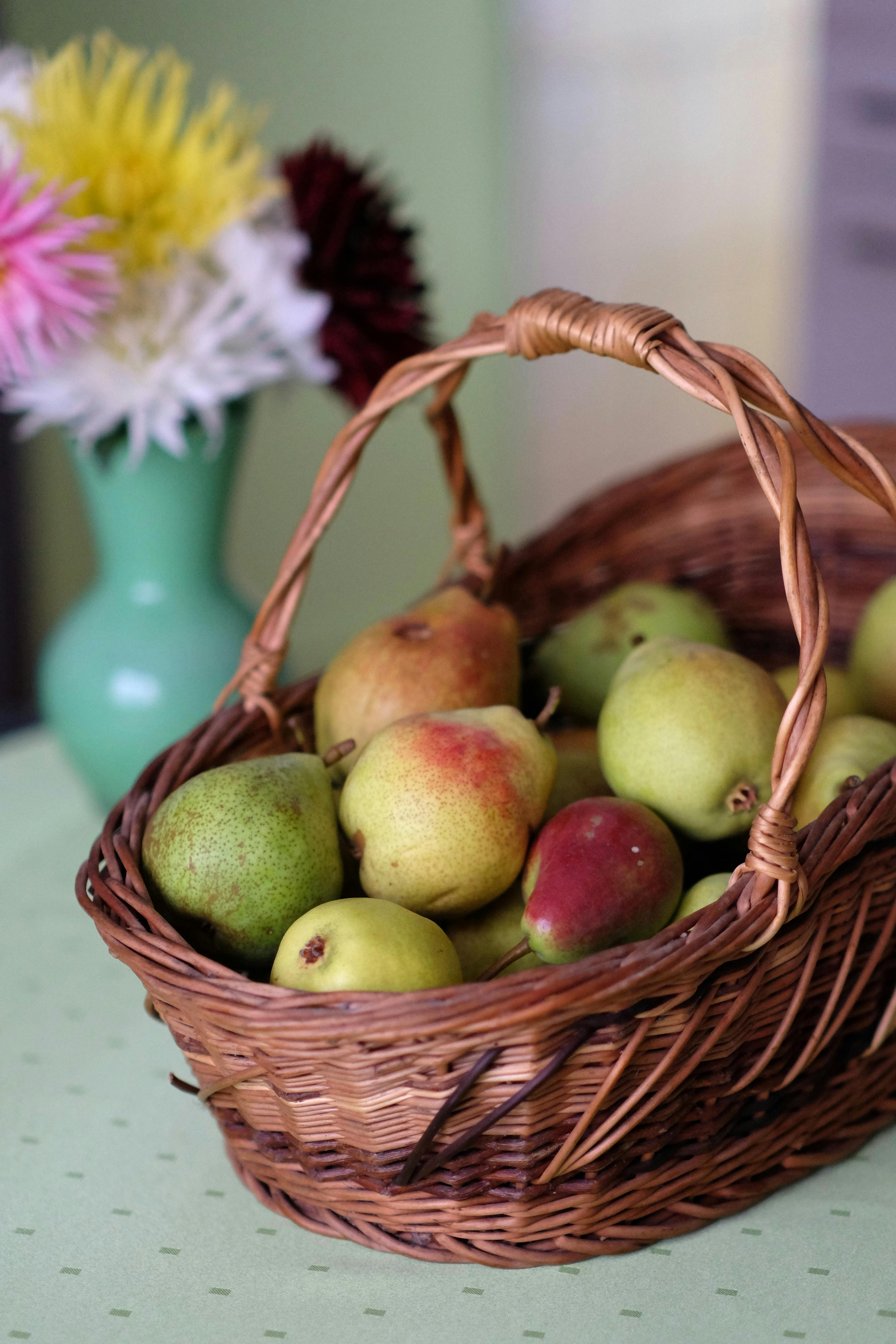 young pear tree year 2 pruning open vase