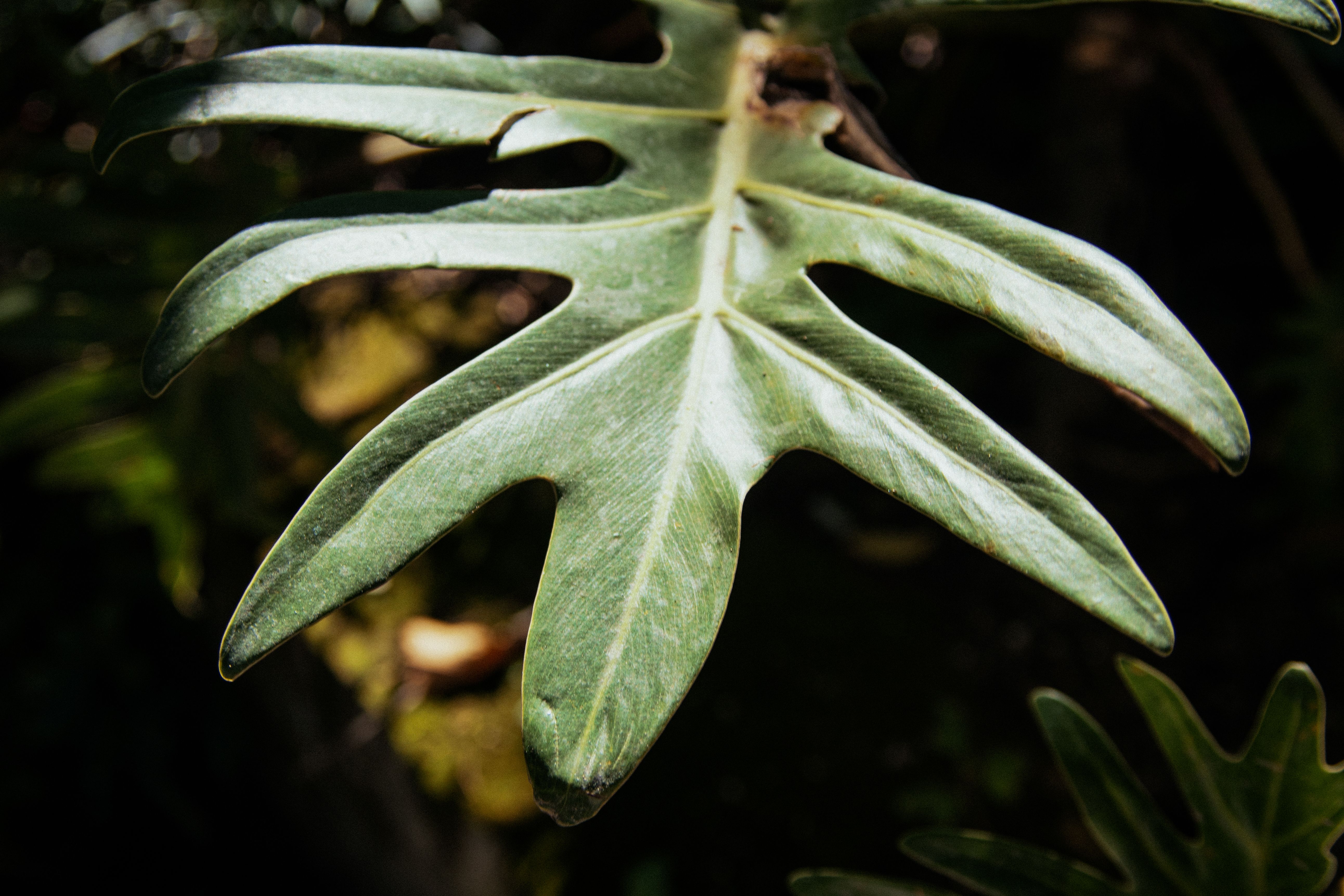 Philodendron joepii