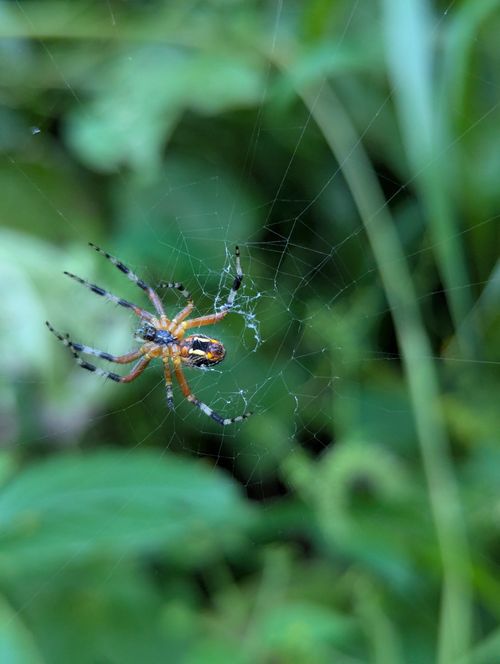 Free Detailed view of a garden spider weaving its web against a green foliage background. Stock Photo