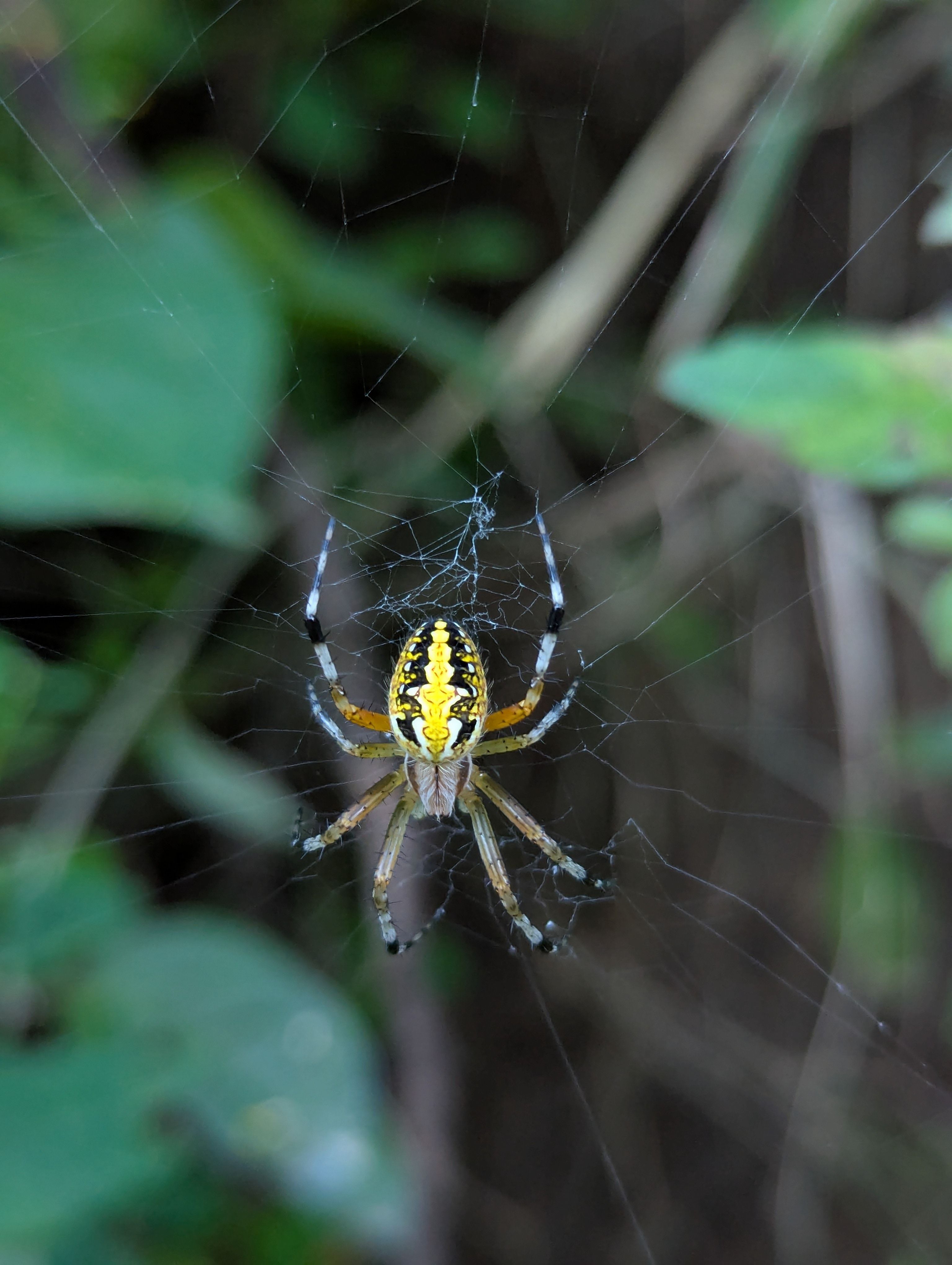 Close-up of Yellow Garden Spider in Web · Free Stock Photo