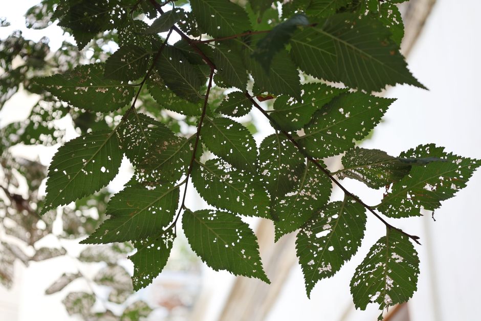 leaf stippling damage caused by spider mites - natural spider mite solution leaf stippling damage caused by spider mites - natural spider mite solution