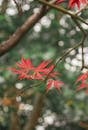 Vibrant Red Maple Leaves in Nanjing's Autumn