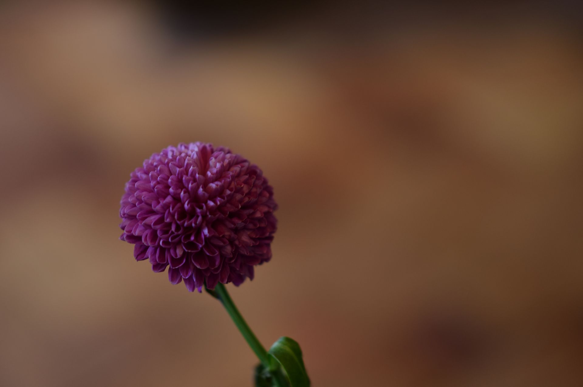 Vibrant close-up of a single purple chrysanthemum on a blurred background. Ideal for floral and natural themes.