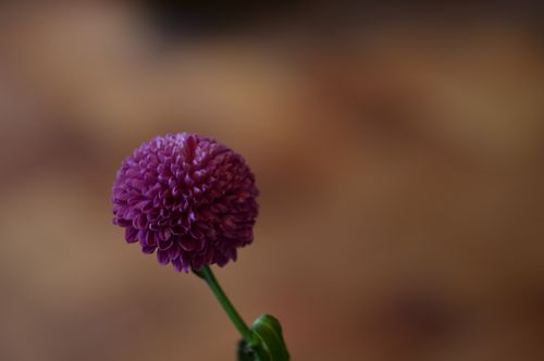 Free Vibrant close-up of a single purple chrysanthemum on a blurred background. Ideal for floral and natural themes. Stock Photo