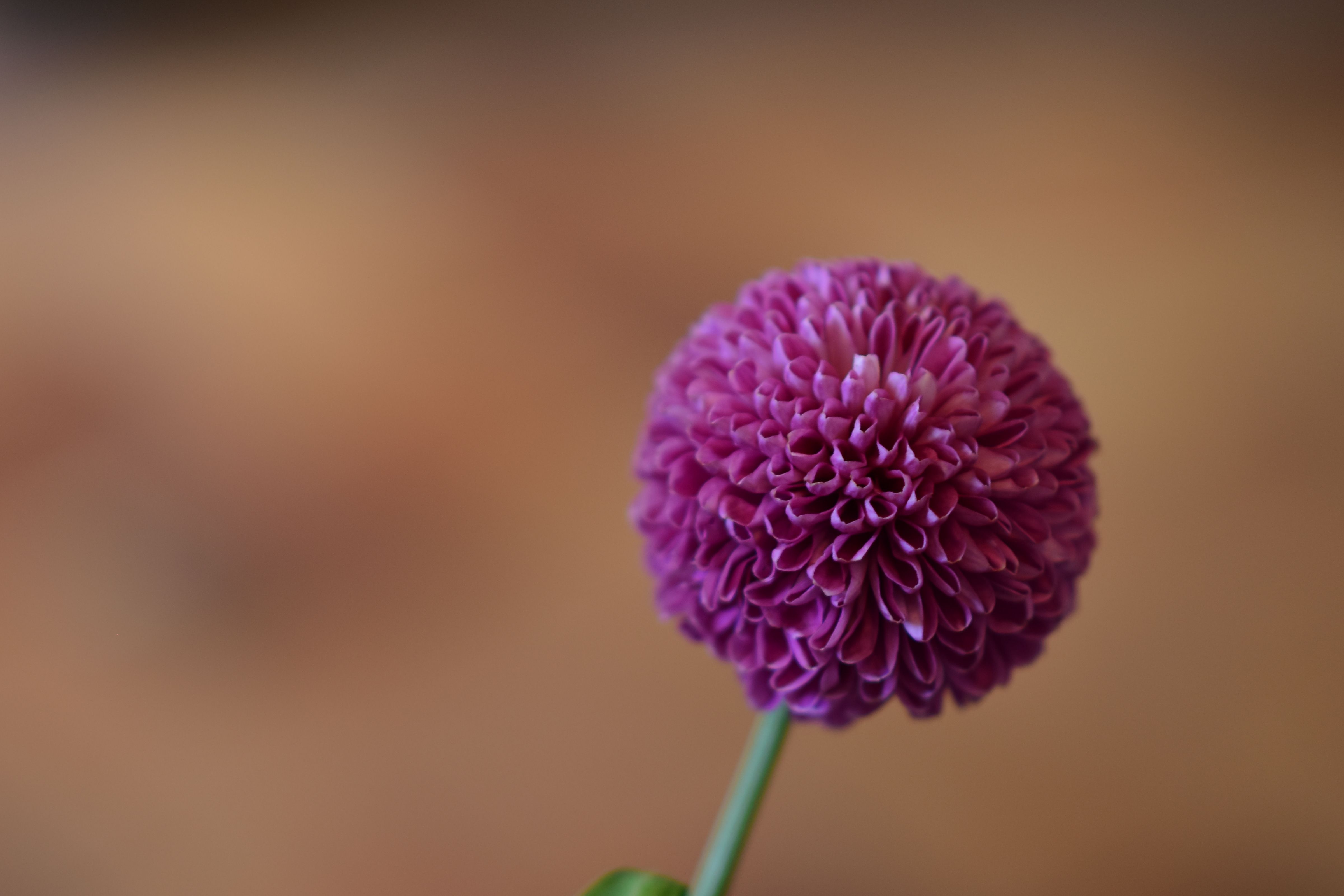 Round Flower Photos, Download The BEST Free Round Flower Stock Photos ...