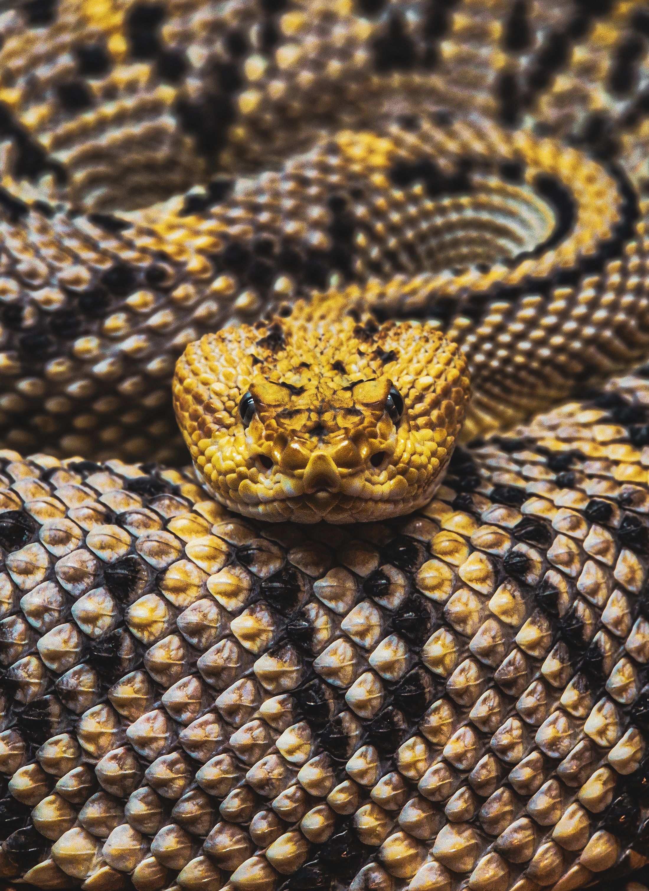 Close-up of Coiled Rattlesnake in Detail · Free Stock Photo