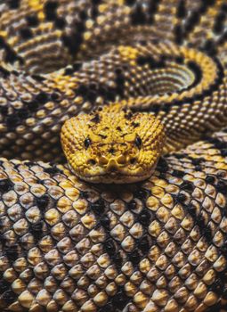 snake photo
