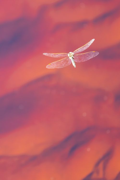 Free Stunning red dragonfly captured in flight over colorful waters in Currarong, Australia. Stock Photo