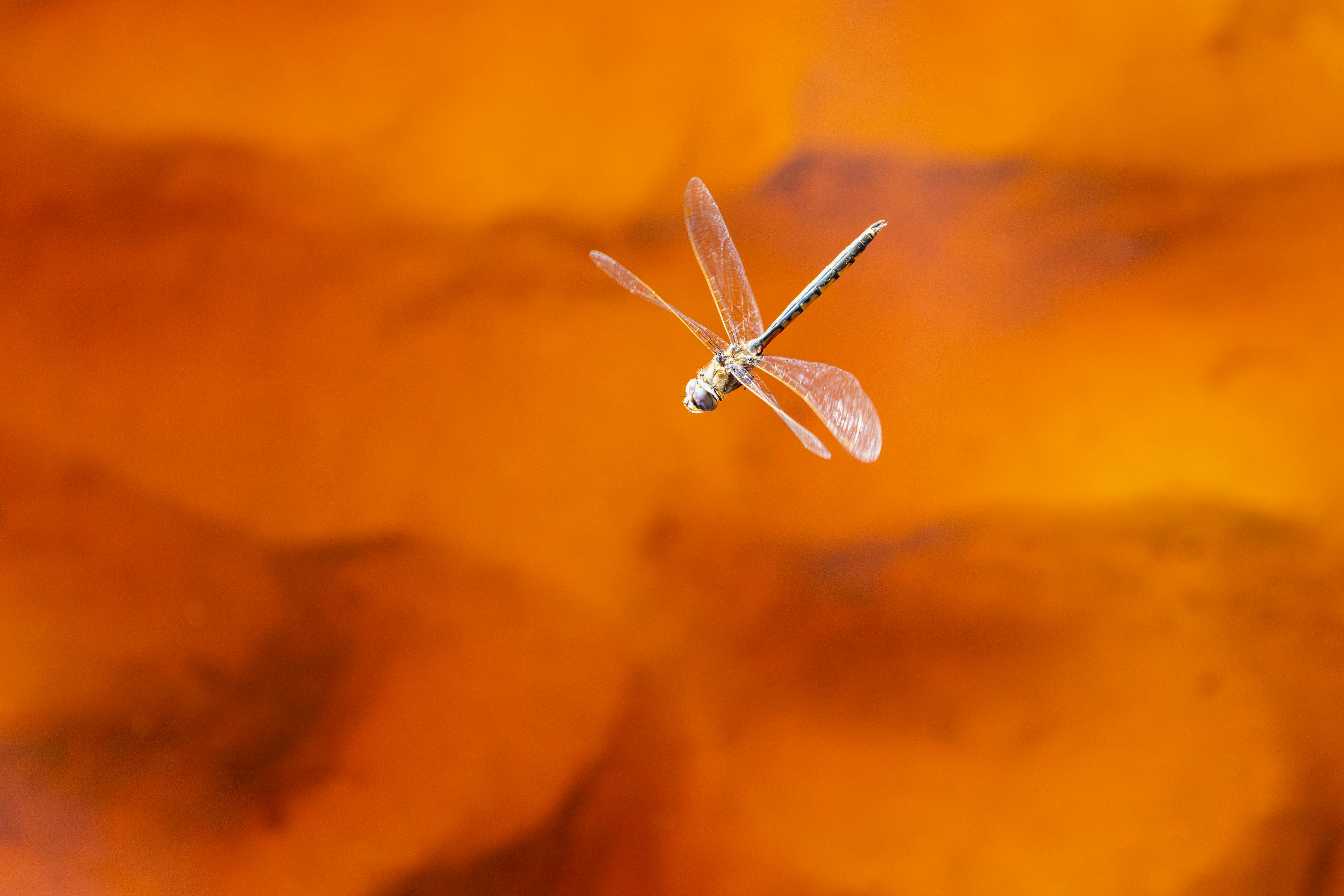 暨大附中學生滑翔機滯空時間研究榮獲國際科學競賽第二名