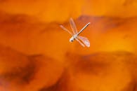 Dragonfly in Flight Over Orange Background