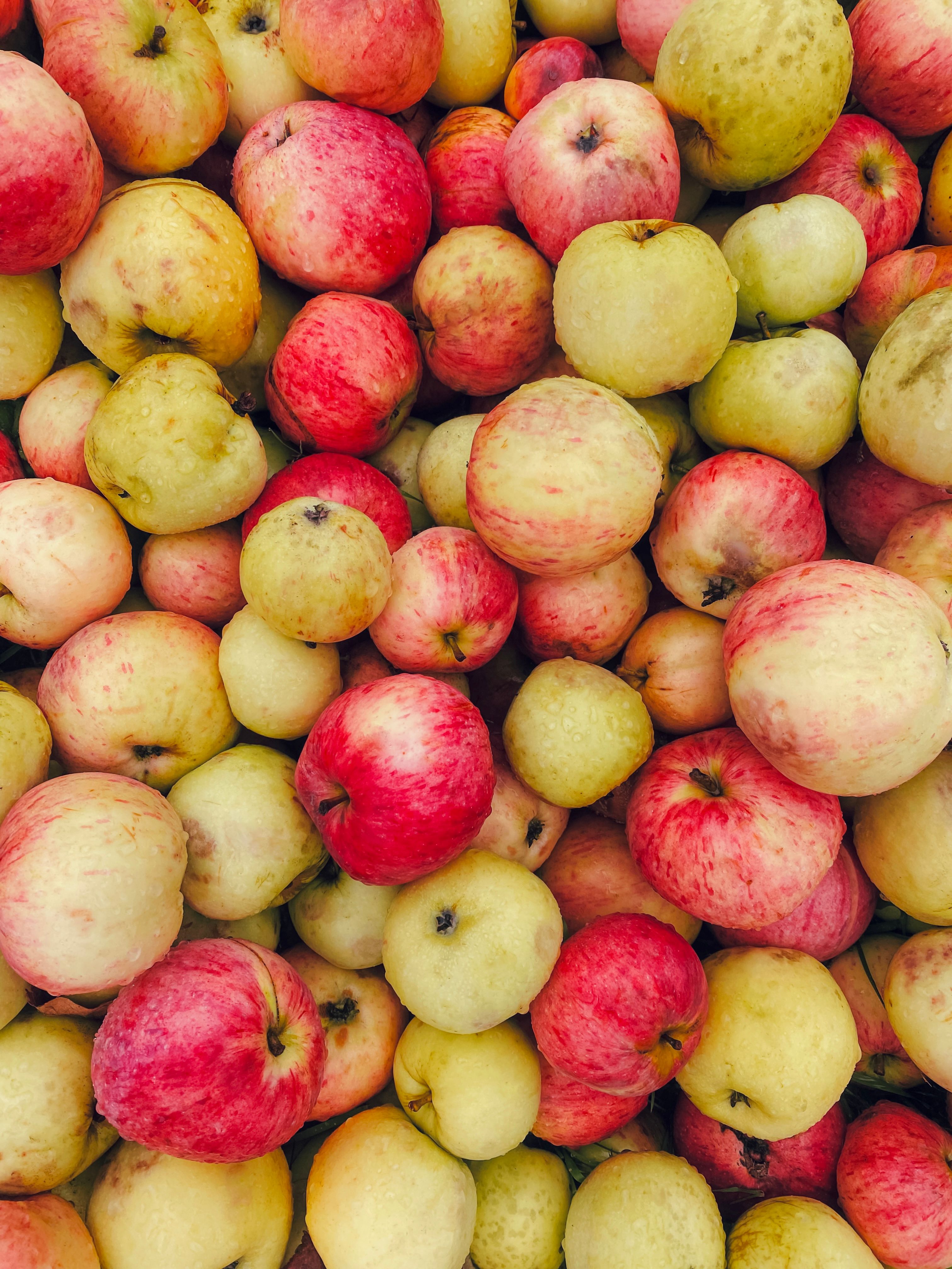 Vibrant Fall Apples Harvested Freshly · Free Stock Photo