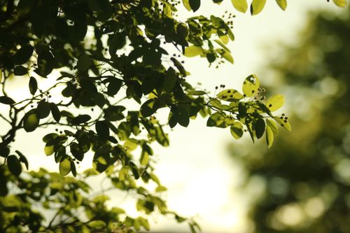 Free Sunlit green leaves with a vibrant summer backdrop in Herzogenaurach, Germany. Stock Photo