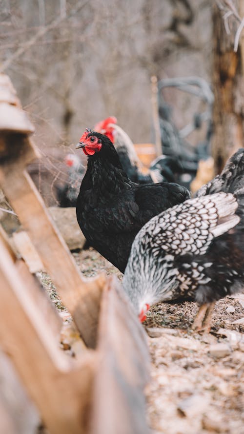 Shallow Focus Photography of Black and Gray Hens