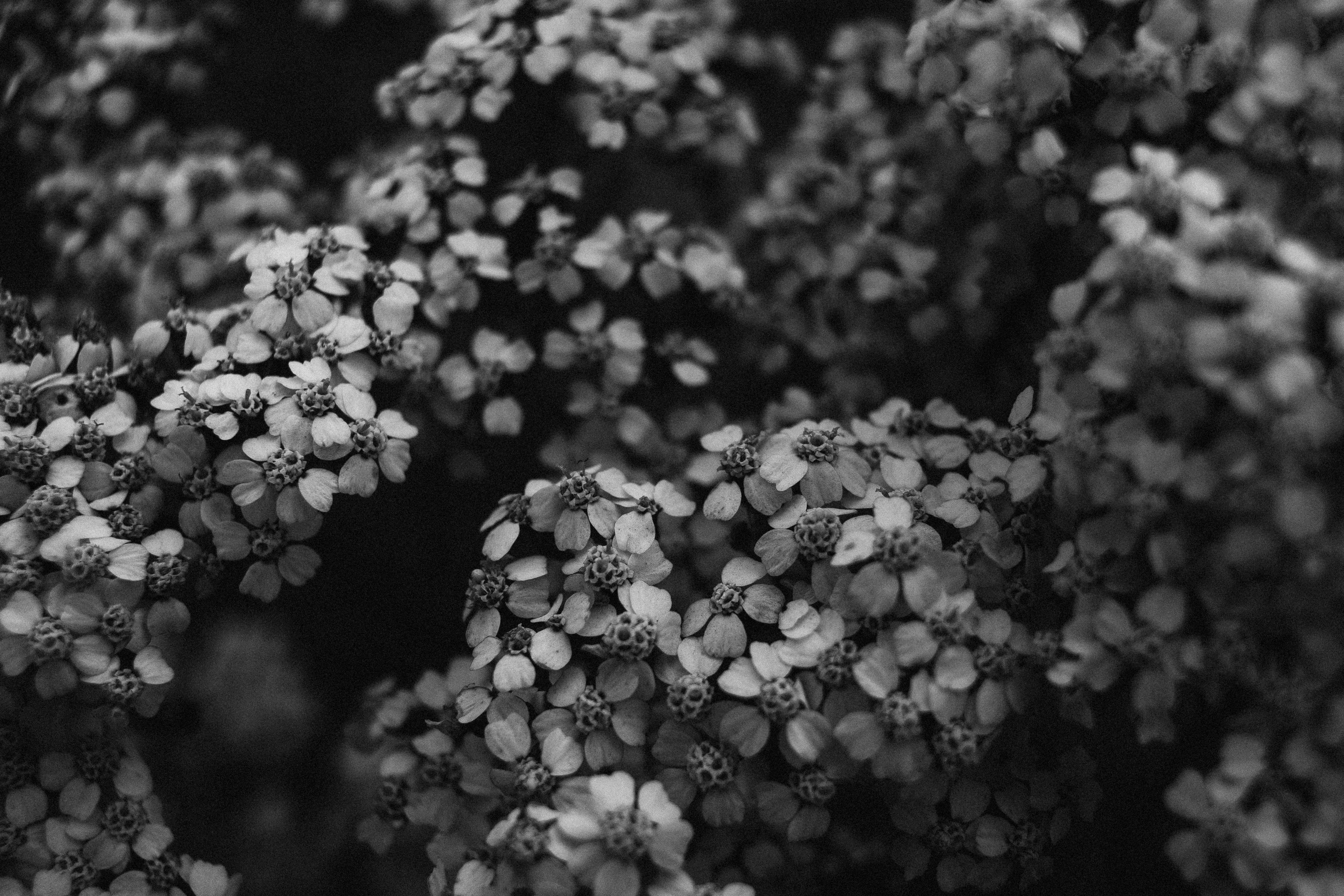 ingyenes Hangulatos fekete-fehér közeli kép cickafark virágokról, kiemelve a bonyolult részleteket. Stockfotó