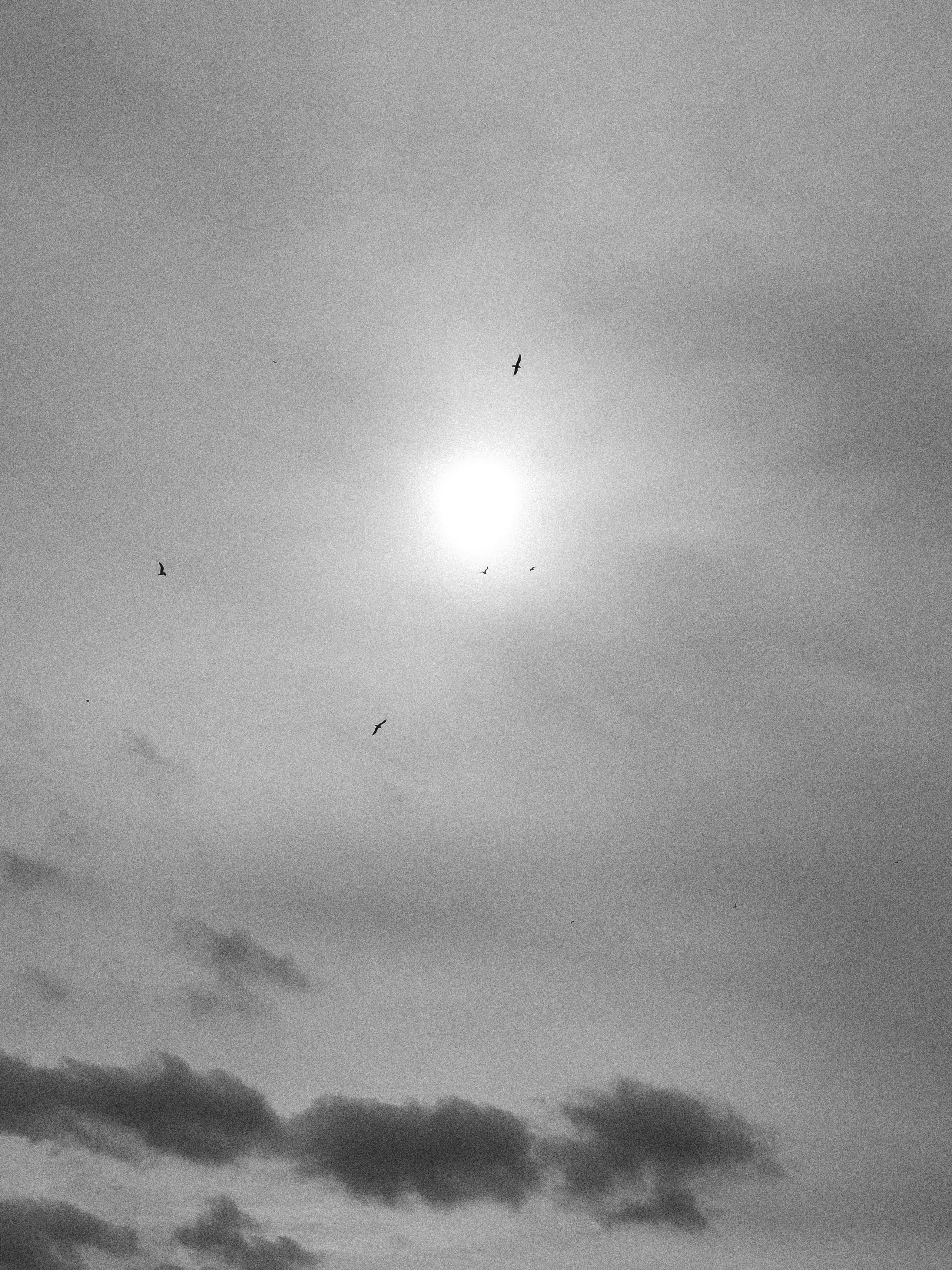 Dramatic Black and White Cloudy Sky with Birds · Free Stock Photo