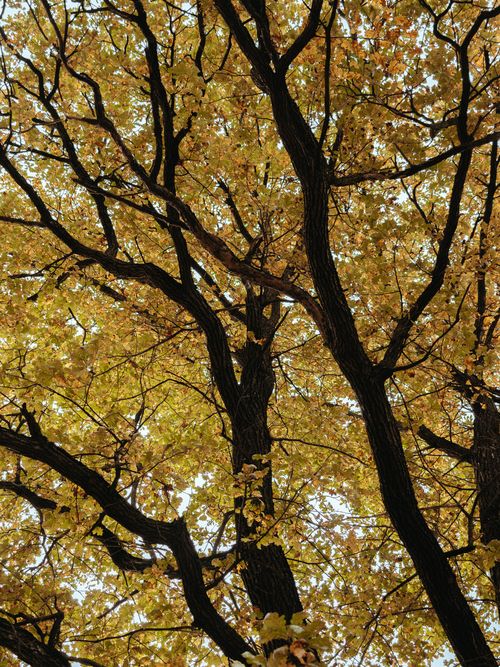 Free Beautiful autumn trees with golden leaves creating a serene canopy. Stock Photo