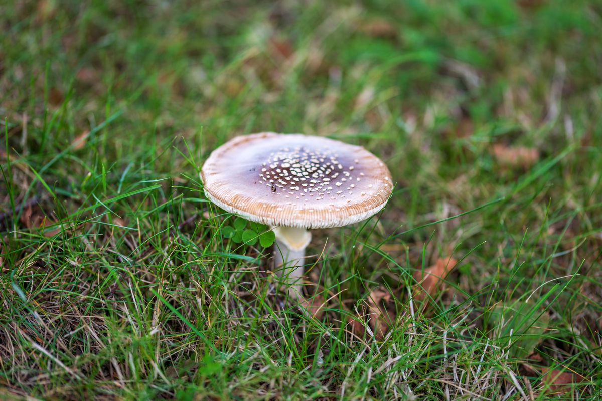 A detailed image of a mushroom growing on grass during autumn.