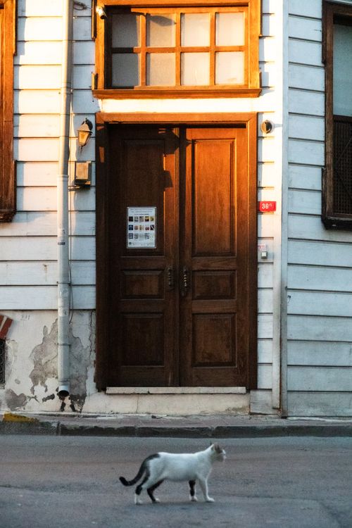 Free A white cat walks past a vintage wooden door on a quiet street at dusk. Stock Photo