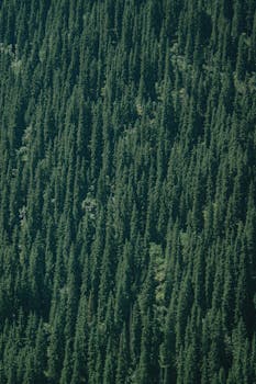 A captivating vertical aerial view of a lush, dense evergreen forest under daylight.