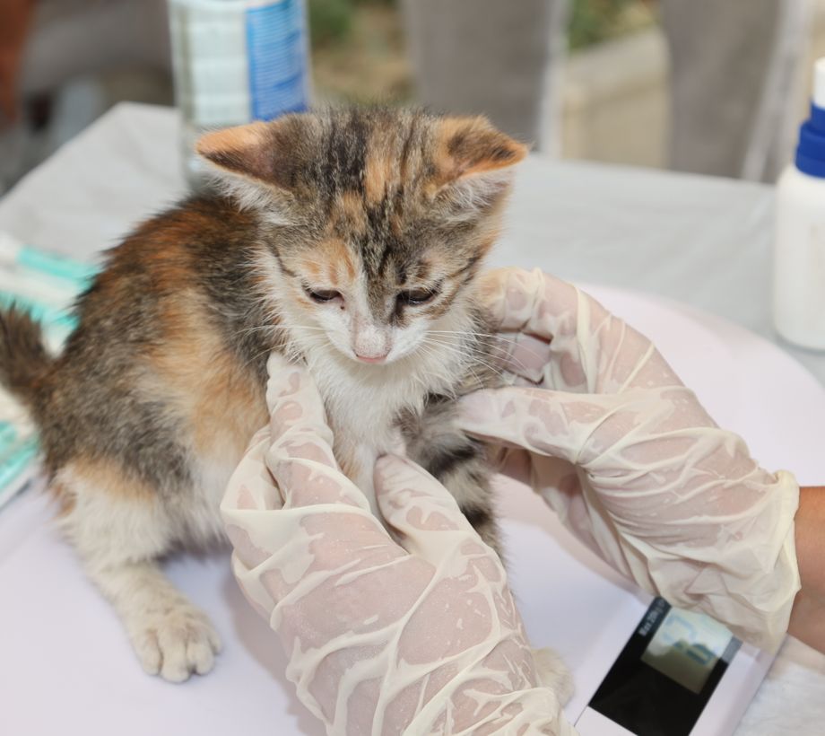 Licensed stock imagery: a cat examination