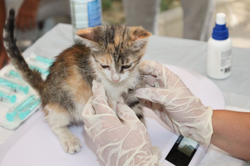 Gato fazendo check-up de rotina com veterinário em atendimento domiciliar