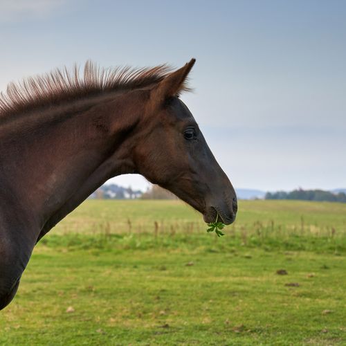 Free A horse in a lush green field in Norway enjoys nibbling on clover, with a serene rural backdrop. Stock Photo