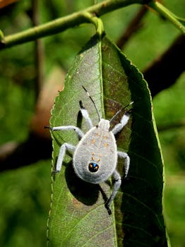 Macro photograph of a white bug resting on a green leaf in natural light.