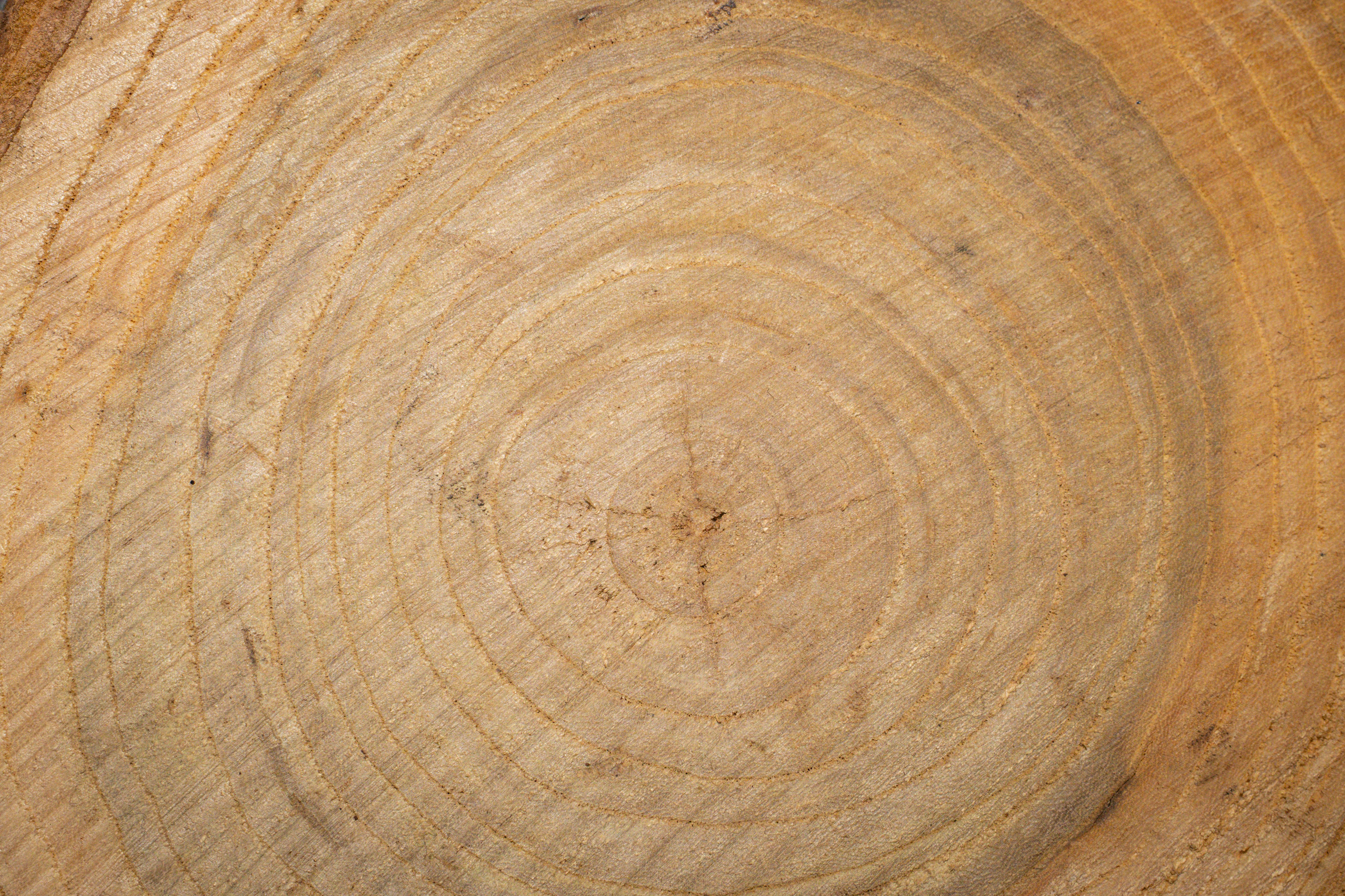 無料 自然のパターンと成長の歴史を強調した、樹木の年輪の詳細なクローズアップ。 写真素材