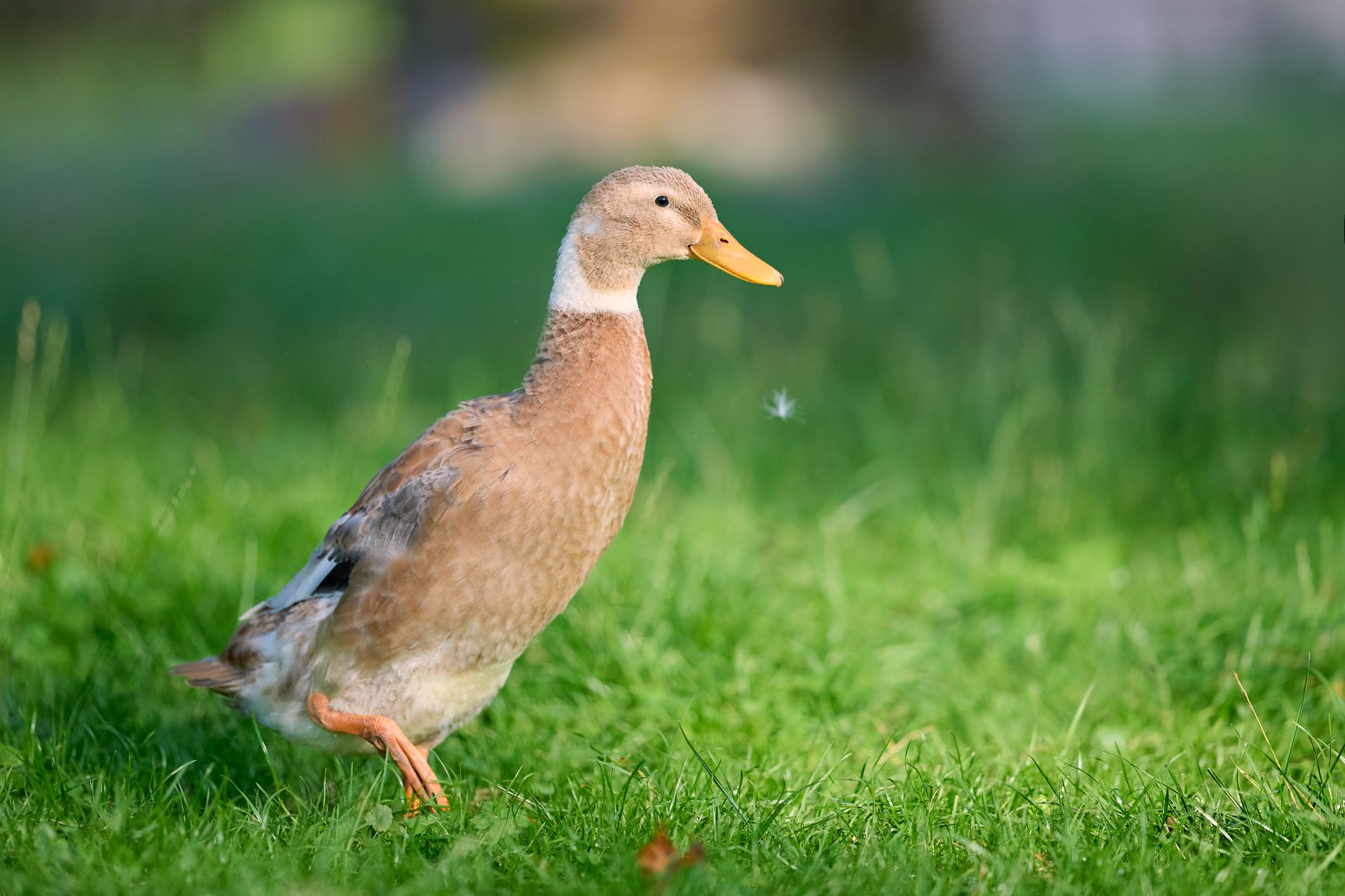 A charming fawn-colored Indian runner duck with a yellow bill strides gracefully through vibrant green grass under natural light, showcasing its peaceful presence in an outdoor setting.