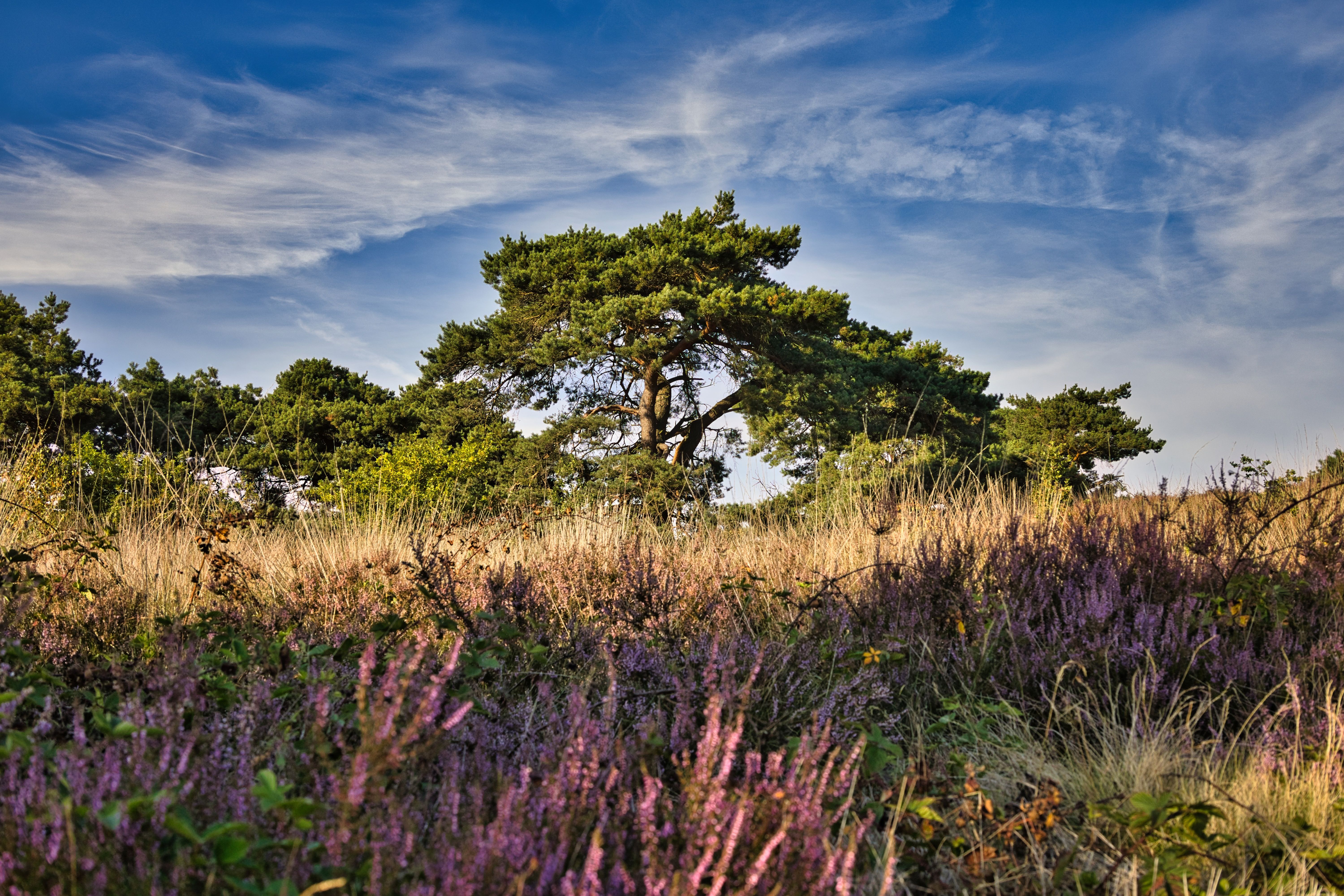 Sandy footpath through pines and heather on the Utrechtse Heuvelrug ridge between Zeist and Soest