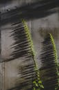 Sunlit Vines Casting Shadows on Concrete Wall