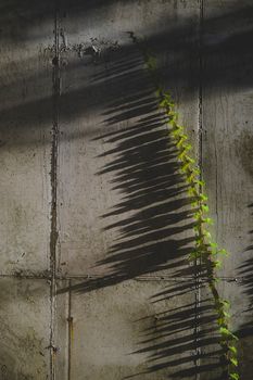 Friedliche Schatten & Muster – Minimalistisches Wallpaper