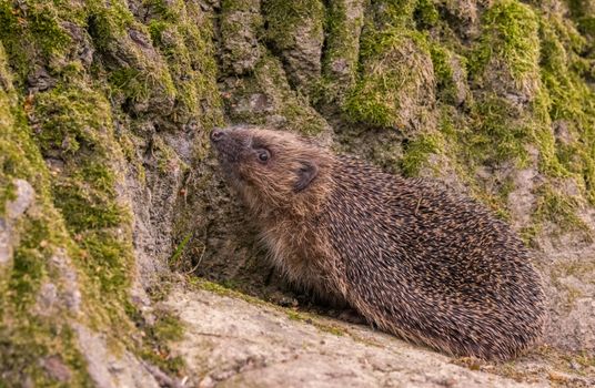 hedgehog photo