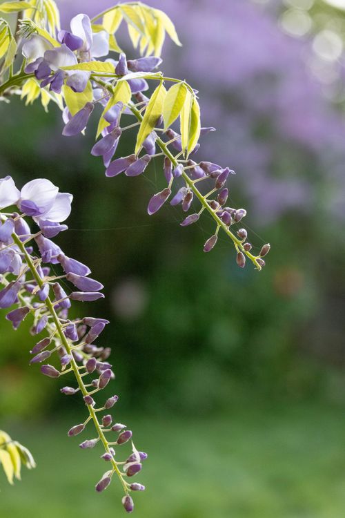 Free Close-up of a purple wisteria branch with lush greenery in the background, capturing the essence of spring. Stock Photo