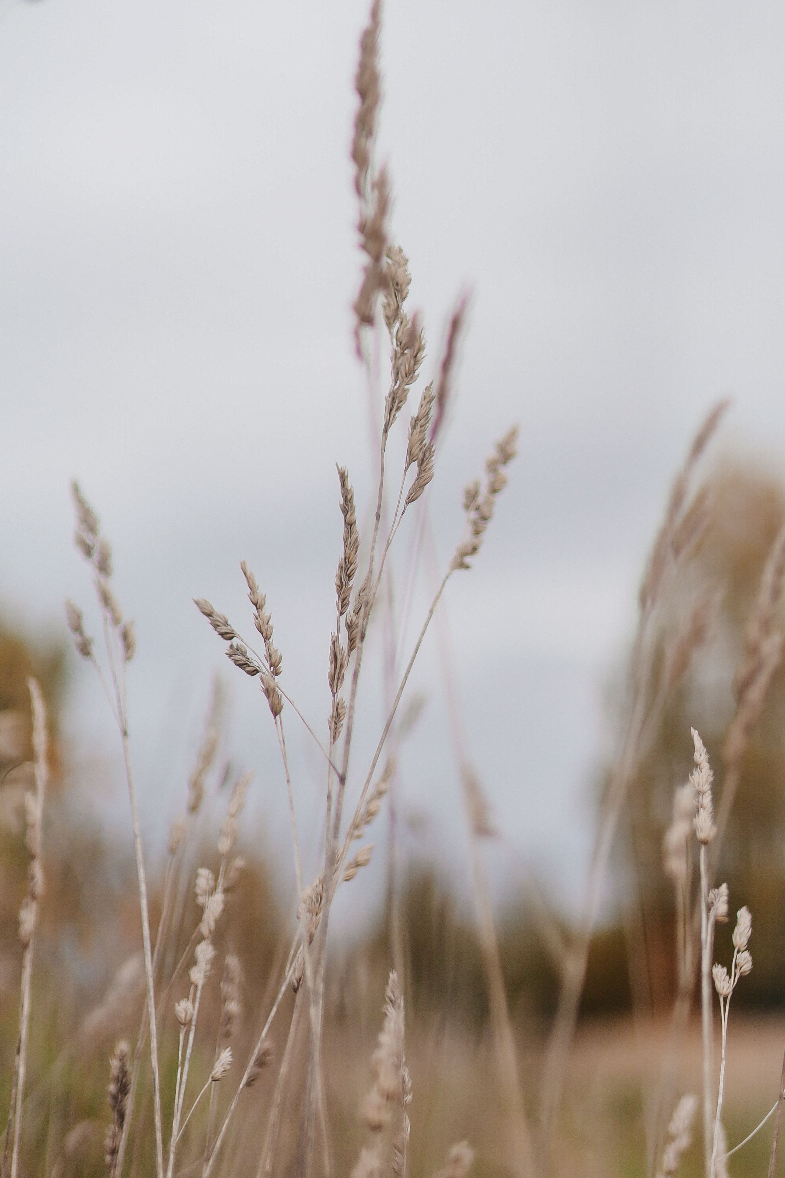 Rustic Outdoor Scene with Tall Grass in Focus · Free Stock Photo