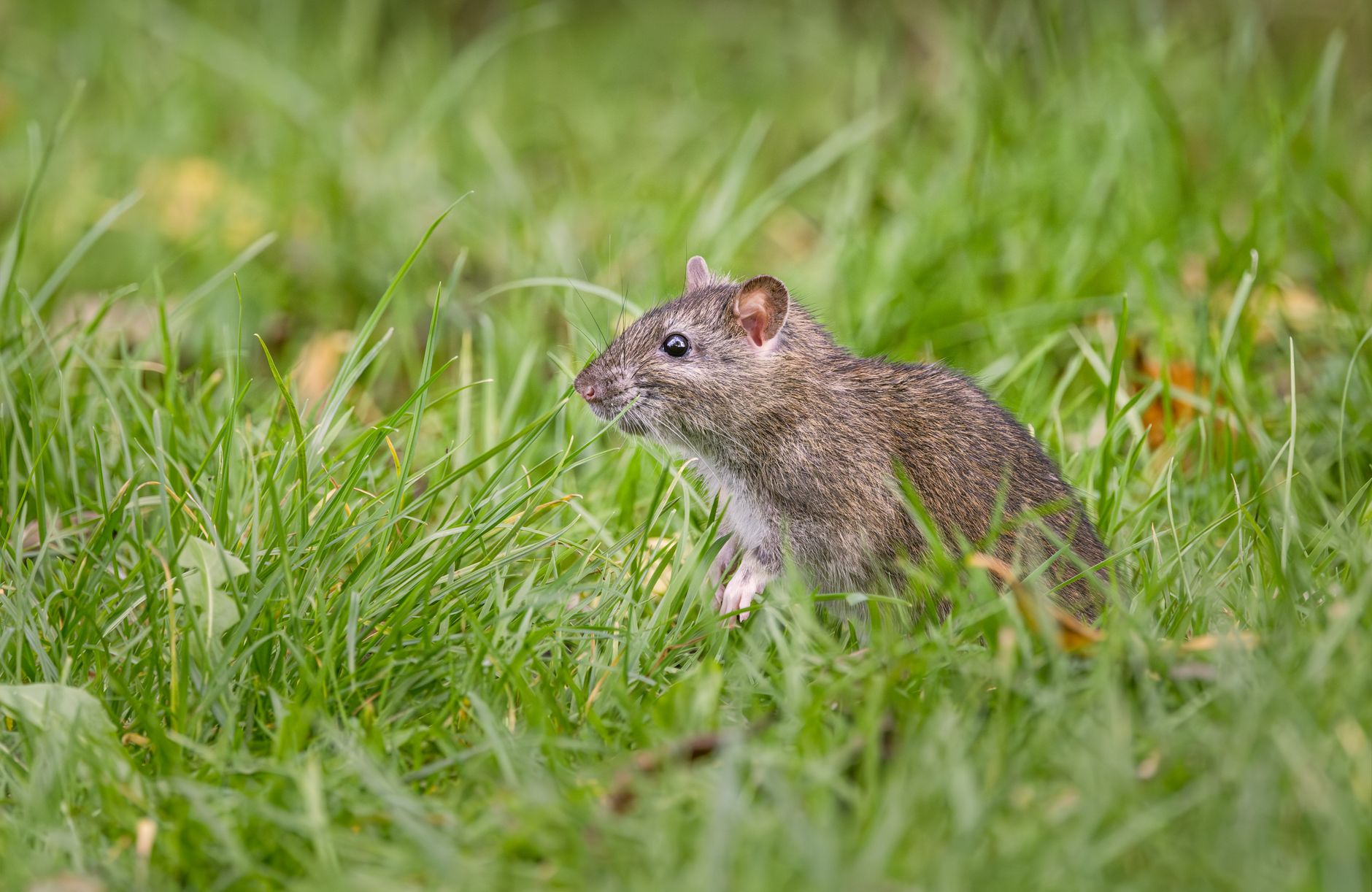 Portrait of a rat at a veterinary clinic