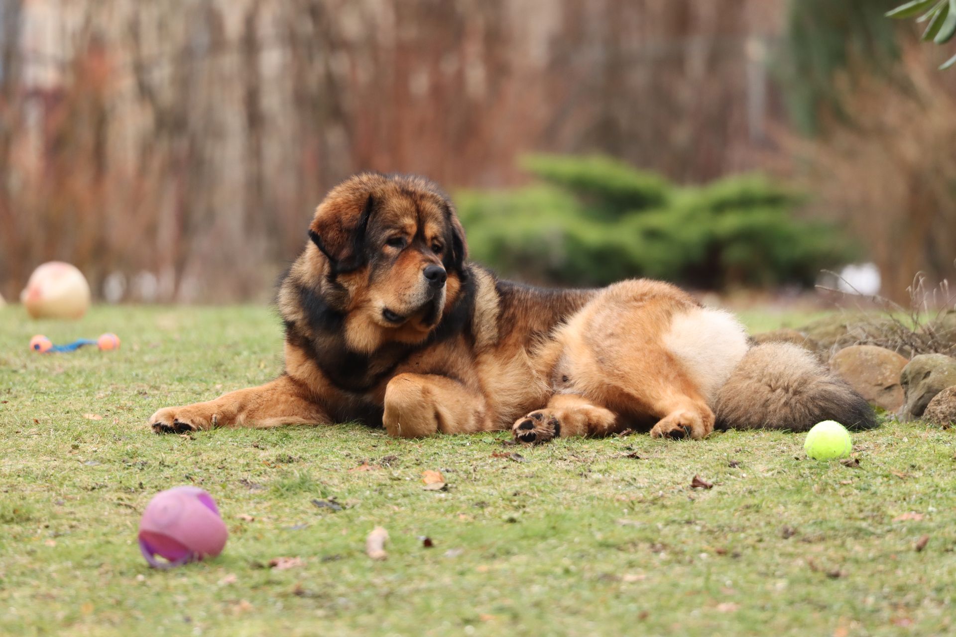 A Tibetan Mastiff
