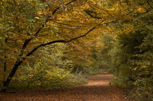Free Tranquil forest pathway surrounded by vibrant autumn leaves, creating a peaceful and inviting scene. Stock Photo