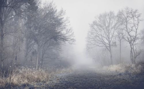 Free Serene foggy woodland scene in winter, captured in Cambridge, England. Stock Photo